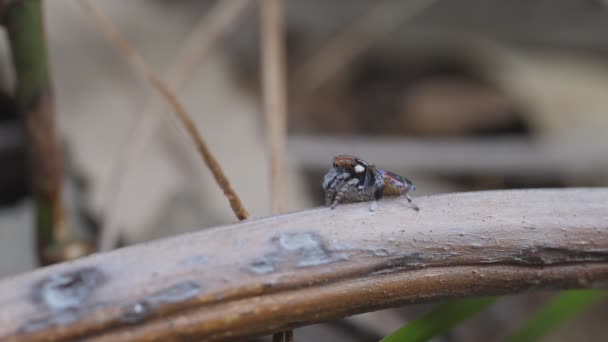 High Frame Rate Side View Male Maratus Volans Mating Display — Stock Video