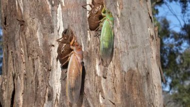 Yakın zamanda ortaya çıkan yeşil bir ağustos böceğinin ve Avustralya 'nın NSW şehrinde bir okaliptüs ağacında kahverengi bir ağustos böceğinin klipsini yavaşça yukarı eğ.
