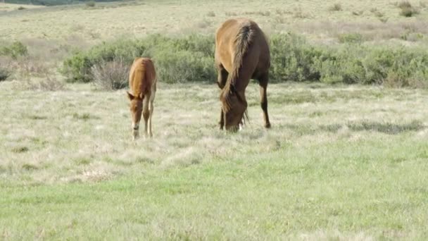 Potro Brumby Sienta Lado Madre Larga Llanura Parque Nacional Kosciuszko — Vídeos de Stock