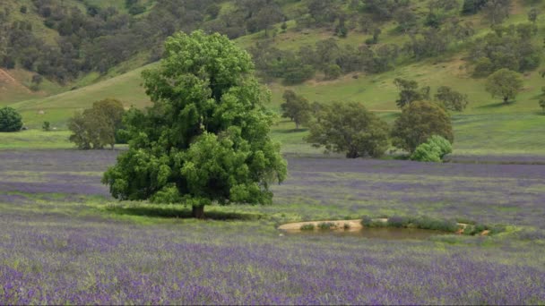 农场的围场 长满了紫色的花 是父亲诅咒的紫色花朵 靠近荆棘 在澳大利亚 — 图库视频影像
