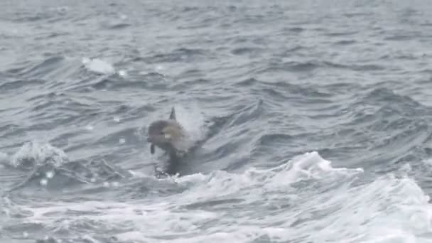 オーストラリアのメルンブラでボートの目覚めにジャンプするイルカのスローモーションクリップは 元々120Pで記録されました — ストック動画