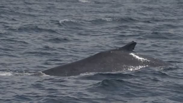 一种成年座头鲸的慢动作片段 它在新的南威尔士潜行 最初记录为120P — 图库视频影像