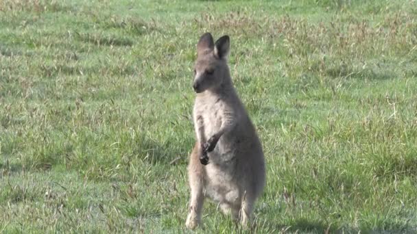 Ein Östliches Graues Känguru Joey Kratzt Sich Kosciuszko Nationalpark Nsw — Stockvideo