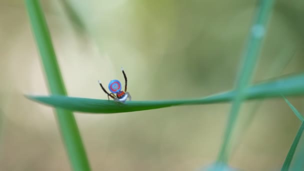 Clip Cámara Lenta Maratus Masculino Esplendece Exhibición Cortejo Araña Splendens — Vídeos de Stock