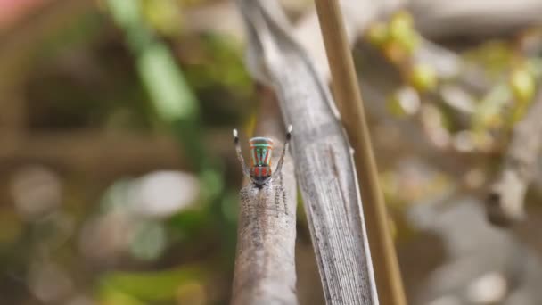 High Frame Frate Clip Male Maratus Volans Arched Legs Mating — Stock Video