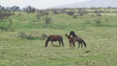 NSW, Avustralya 'daki Kosciuszko Ulusal Parkı' nda dövüşen iki vahşi atın görüntülerini izliyoruz.