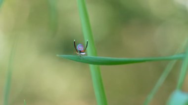 bir erkek maratonun yüksek çerçeve klipsi kur yapma görüntüsünü güzelleştirir. M. splendens bir Avustralya tavus kuşu örümceği.