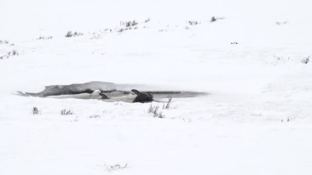 Tiro Invierno Tres Nutrias Río Estanque Parcialmente Congelado Parque Nacional — Vídeos de Stock