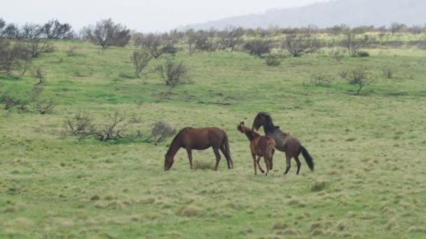 Tiro Rastreamento Dois Cavalos Selvagens Que Lutam Parque Nacional Kosciuszko — Vídeo de Stock