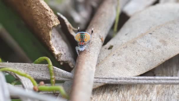 High Frame Rate Shot Maratus Volans Peacock Spider Courtship Dance — Stock Video