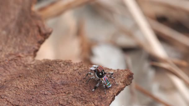 High Frame Rate Clip Male Maratus Volans Spider Making Vertical — Stock Video