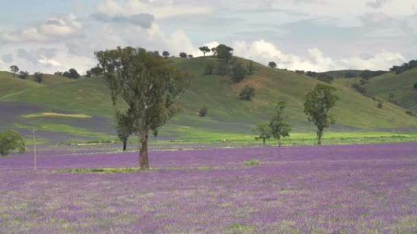 Avustralya Gundagai Nsw Yakınlarında Çiçek Açan Tarlasında Sakız Ağacı — Stok video