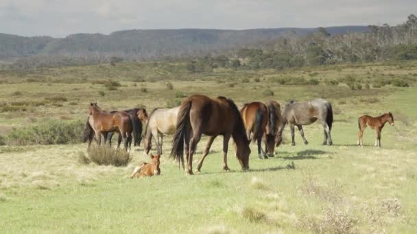 Manada Cavalos Selvagens Conhecida Como Brumbies Parque Nacional Kosciuszko Nsw — Vídeo de Stock