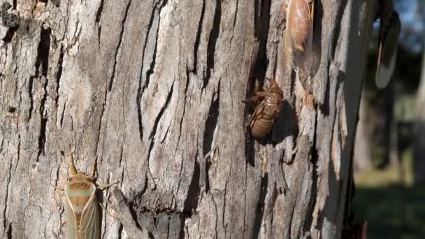 Clip Von Zikaden Und Ihren Schalen Auf Einem Eukalyptusbaumstamm Bei — Stockvideo