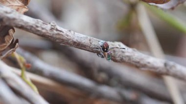 Erkek bir Maratus Volans 'ın yüksek çerçeve klipsi kur yapma bacağı dalgası M. Volans Avustralya tavuskuşu örümceği.