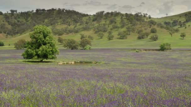 オーストラリアのシュトゥー近くの紫色のパターソンの呪いの花で覆われたフィールドでズーム — ストック動画