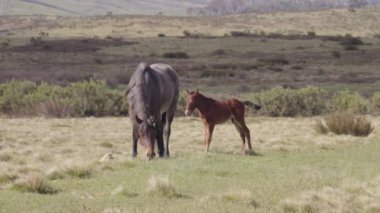 Brunby Colt, Avustralya 'daki Kosciuszko Ulusal Parkı' nda annesinin yanında duruyor.