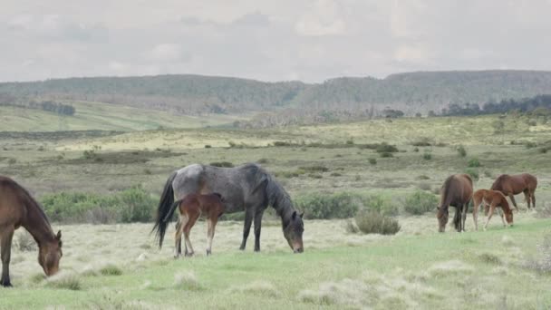 Potro Brumby Intenta Amamantar Parque Nacional Kosciuszko Nsw Australia — Vídeos de Stock