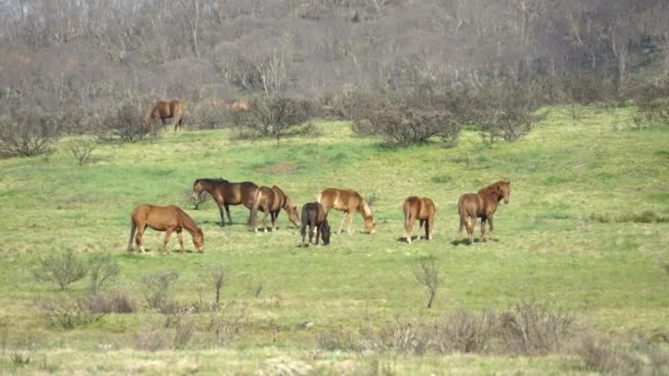 Garanhão Cauteloso Uma Manada Cavalos Selvagens Parque Nacional Kosciuszko Nsw — Vídeo de Stock