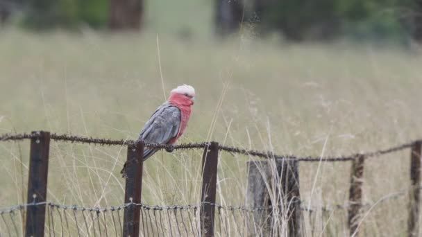 Galah Nsw Avustralya Glen Davis Bir Çiftliğin Tel Örgüsünde Oturuyor — Stok video
