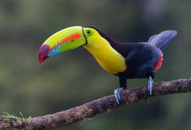Kameraya bakan omurga galı bir Toucan 'ın yakın çekimleri ve Costa rica' daki Boca Tapada 'da bir dala tünemesi.