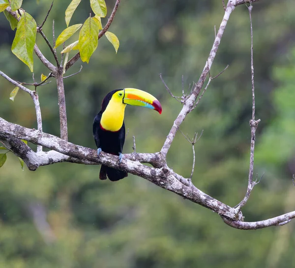 Long Shot Keel Billed Toucan Perched Tree Boca Tapada Costa — Stock Photo, Image