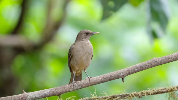 front on shot of a clay-colored thrush perched on a branch at boca tapada in costa rica