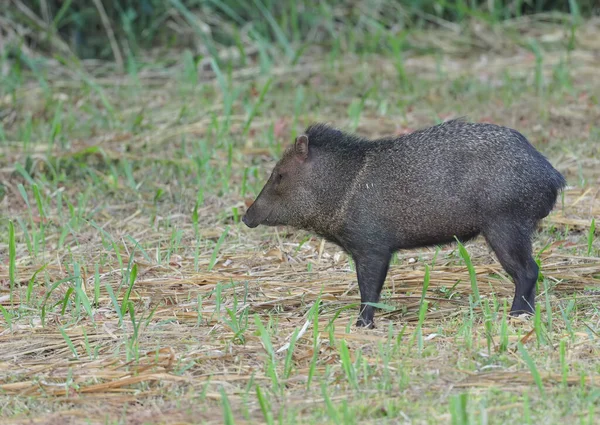 Side View Colllared Peccary Dusk Corcovado National Park Costa Rica — стоковое фото