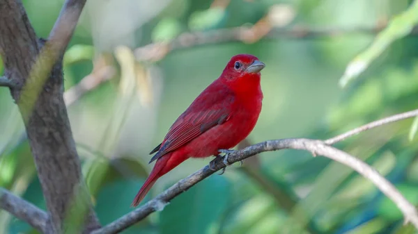 stock image a male summer tanager perched on a branch at boca tapada in costa rica