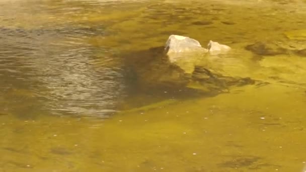 Kleine Bruine Forel Een Zwembad Aan Voet Van Wentworth Valt — Stockvideo