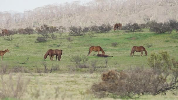 Rebanho Cavalos Selvagens Pastam Uma Colina Parque Nacional Kosciuszko Nsw — Vídeo de Stock