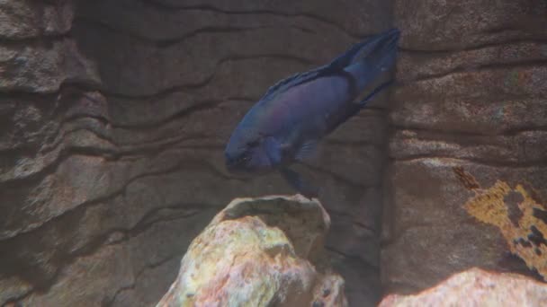 Protected Eastern Blue Devil Fish Public Aquarium Sydney Australia — Stock Video
