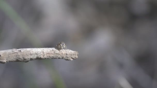 Clip Haute Fréquence Image Une Femelle Maratus Volans Spider Feeding — Video
