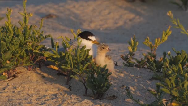 High Frame Rate Clip Little Tern Its Chick Sitting Together — Stock Video