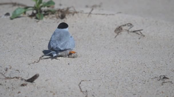 高帧率后视镜位于澳大利亚恩斯图市入口海滩上的一个鸟巢上的一个小灯笼 — 图库视频影像