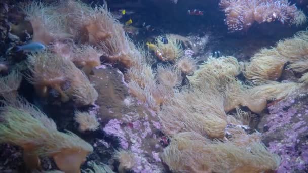 Talrijke Anemonen Een Tropische Rif Tank Een Openbaar Aquarium Sydney — Stockvideo