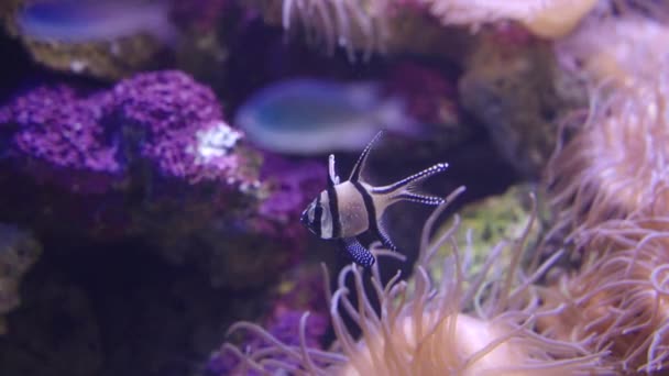 Pesce Cardinale Banggai Acquario Tropicale Pubblico Sydney Australia — Video Stock