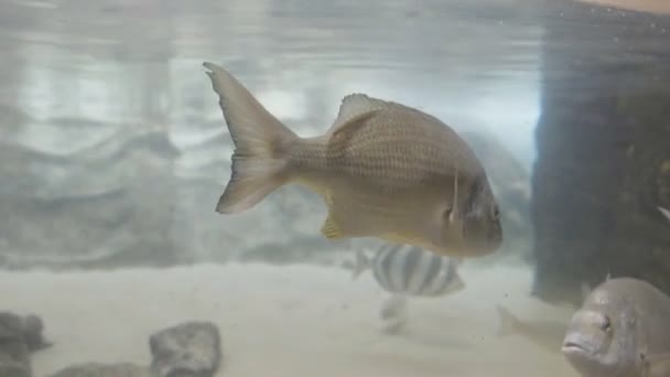 Hoge Framesnelheid Tracking Shot Van Geelvintonijn Een Openbaar Aquarium Sydney — Stockvideo