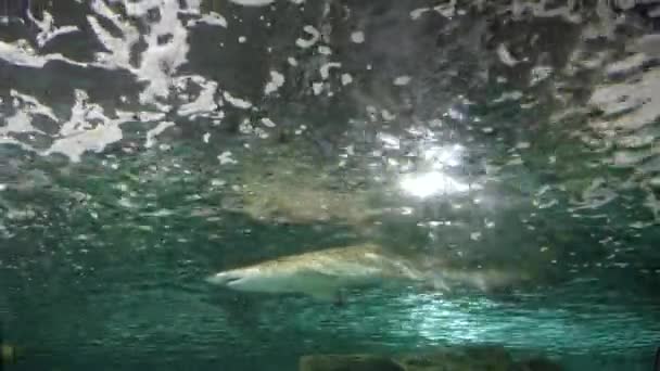 Vista Bajo Ángulo Tiburón Nodriza Gris Acuario Público Sydney Australia — Vídeo de stock