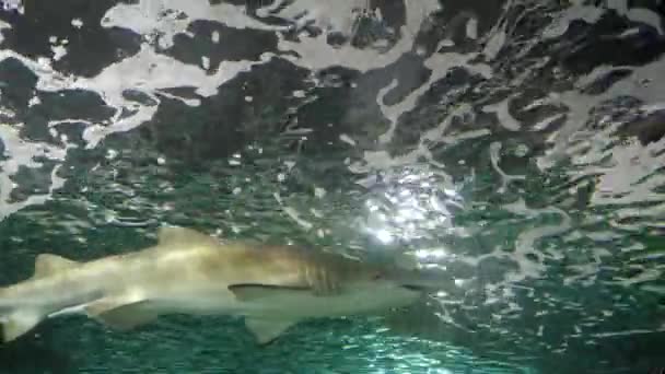 オーストラリアのシドニーの水族館で 灰色の看護師のサメの側面 — ストック動画