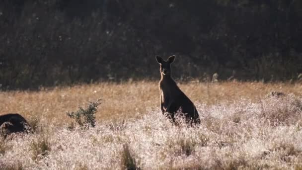 Πρώιμη Πρωινή Λήψη Ενός Προειδοποιητικού Καγκουρό Στο Εθνικό Πάρκο Kanangra — Αρχείο Βίντεο