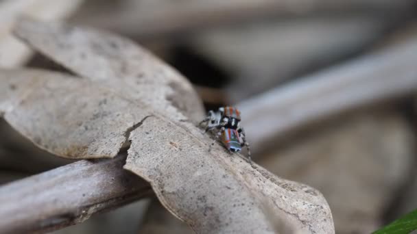 High Frame Rate Rear View Male Maratus Volans Spider Jumping — Stock Video