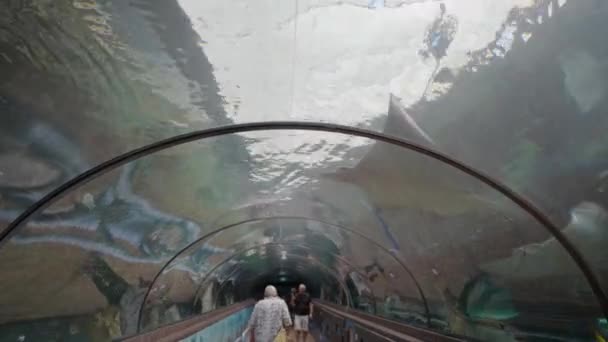 Ευρεία Άποψη Του Stingray Κολύμπι Πάνω Από Ένα Διάδρομο Σήραγγα — Αρχείο Βίντεο