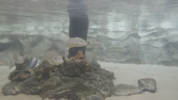 Clip Suivi Vitesse Trame Élevée Merlan Sable Dans Aquarium Public — Video