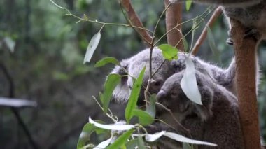 Koala ve Joey Newcastle, Avustralya 'daki Blackbutt Doğa Koruma Alanında sakız yapraklarıyla besleniyorlar.