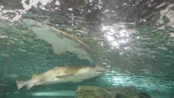 Tracking Shot Van Twee Grijze Verpleegsterhaaien Het Zeealife Aquarium Sydney — Stockvideo
