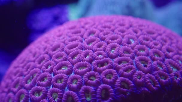 Patelnia Fawitów Koralowiec Niebieskim Świetle Publicznym Akwarium Sydney Australia — Wideo stockowe