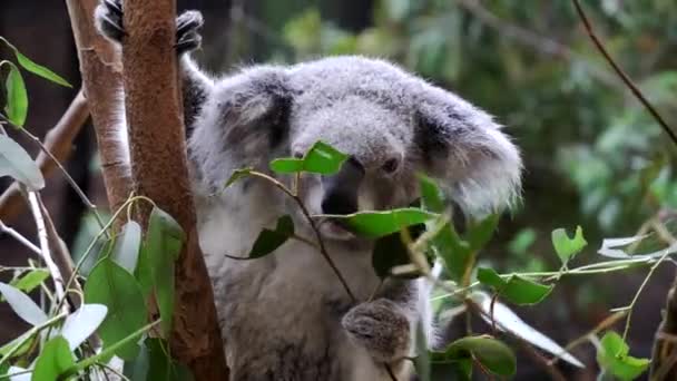 Primer Plano Vista Koala Alimentándose Hojas Eucalipto Reserva Natural Blackbutt — Vídeos de Stock