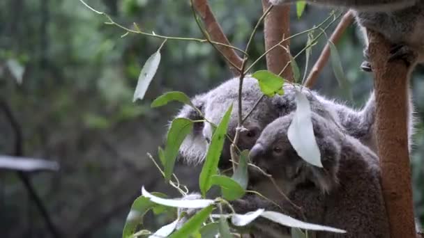 コアラとジョーイは オーストラリアのニューカッスルにあるブラックバット自然保護区のガムの葉に一緒に餌を与えます — ストック動画