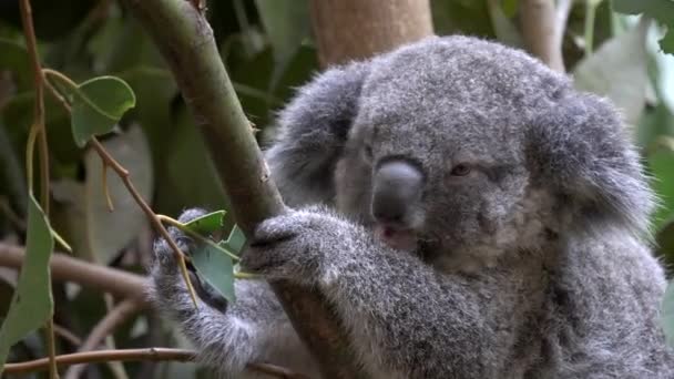 Zbliżenie Koala Joey Drzewie Karmienie Się Liśćmi Eukaliptusa Rezerwacie Przyrody — Wideo stockowe